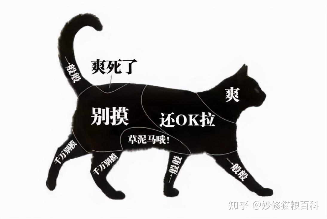 为什么猫在你摸肚子时,会突然咬你? - 知乎