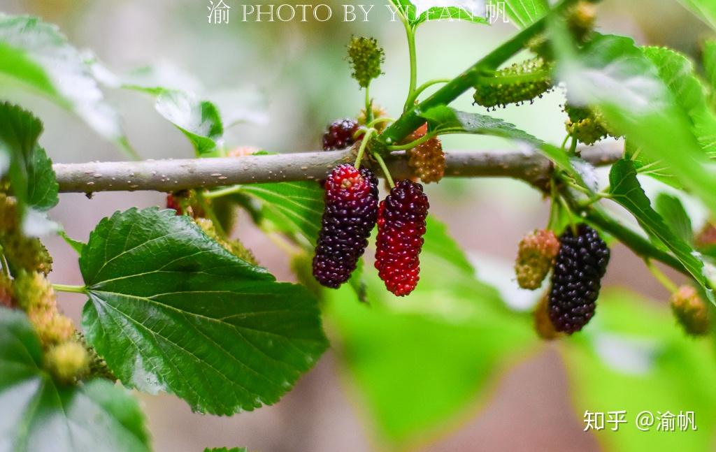 旅游景区,"飞阁风帆,慈云夕照,复古桃源,虹桥晚眺,张墩怀古,普济钟声