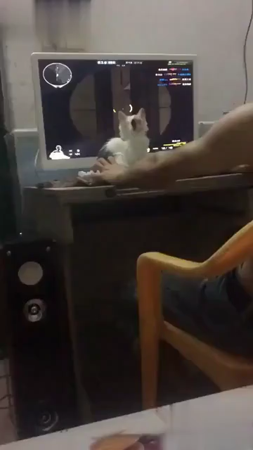 猫和蛇以及一些以反应速度快著称的动物反应速