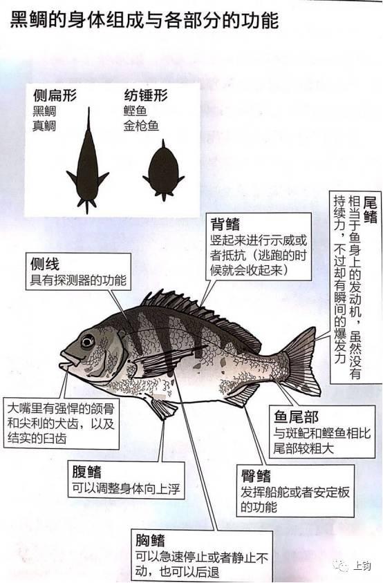 开春第一竿,老司机全方位教你如何玩转矶钓 - 知乎