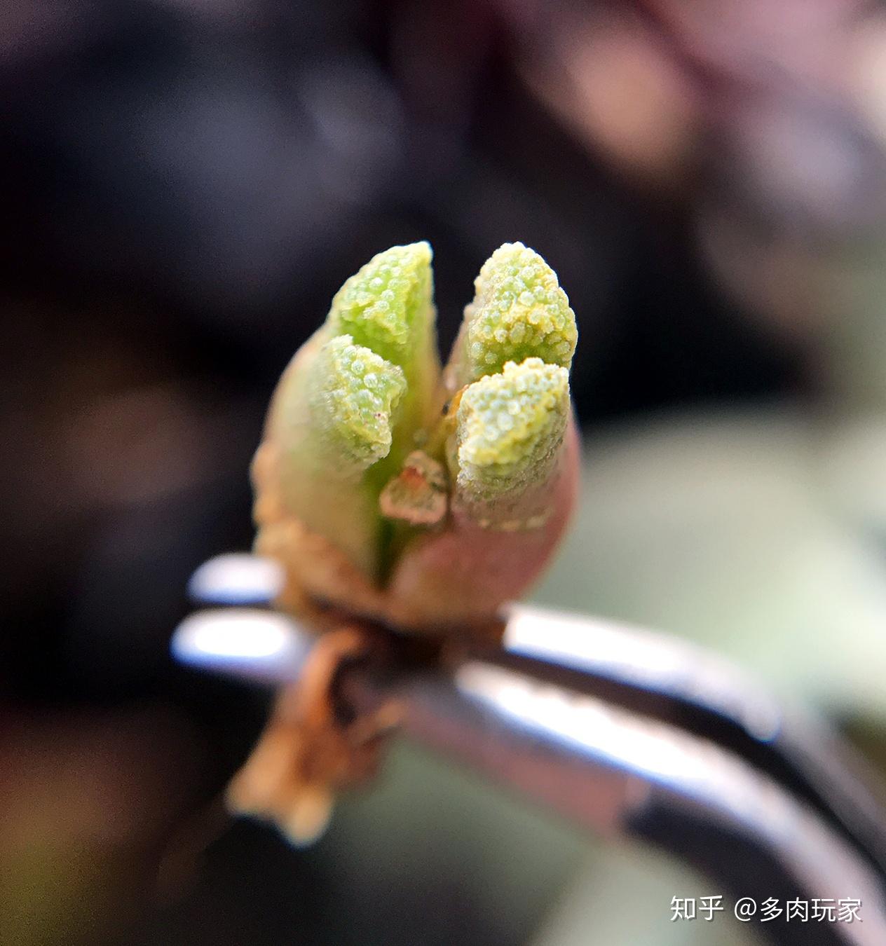 火柴頭火柴頭植物簡介:火柴頭番杏科肉錐花屬,冬型種,肉錐花屬的經典