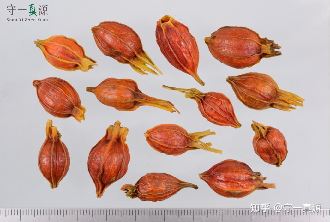 生活药事 | 栀子花开,果实也可爱 - 知乎