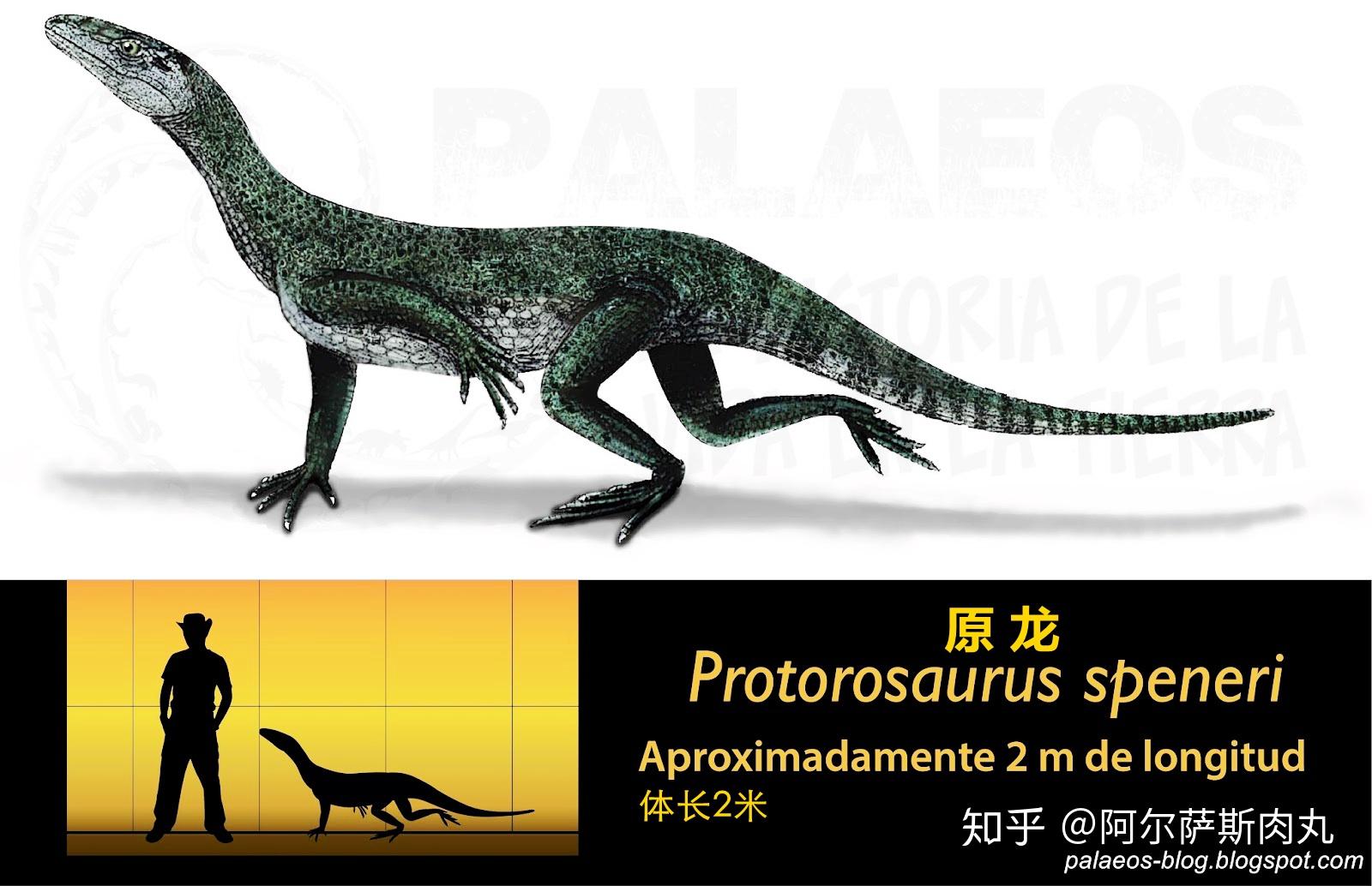 番外丨长颈之惑长颈龙科浅谈