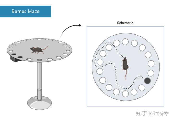 morris水迷宫?y迷宫?巴恩斯迷宫?