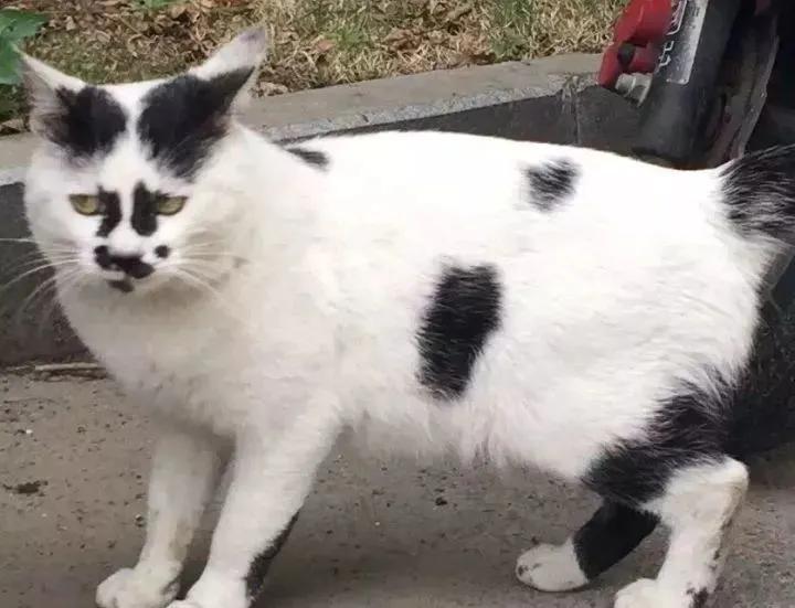 你见过长得最潦草最奇葩的猫咪可能就在这