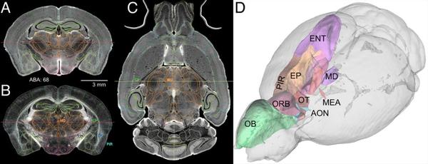 再次刷新！PNAS发布迄今为止最高分辨率的小鼠大脑MR图像 - 知乎