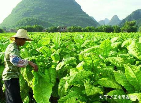 南雄菸絲青梗曬黃特醇南雄三寶簡介