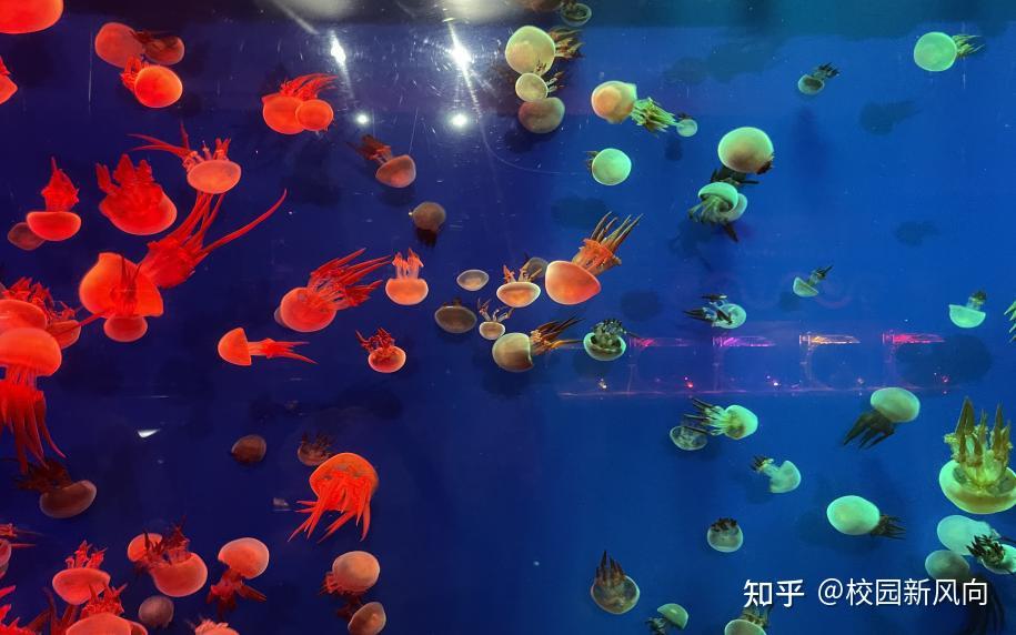 泰酷辣！金牛师子团暑期开启“探险式研学”,小小自然科学家扬帆起航 - 知乎