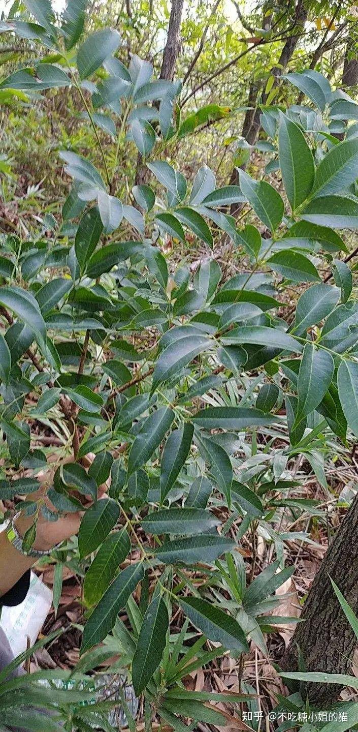 看着无害，实际有毒的花花草草！带小朋友的家长要注意哦。 - 知乎