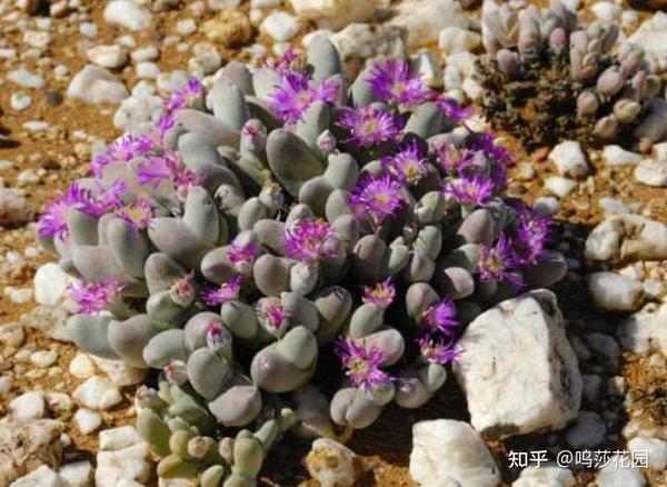 心叶日中花 我是一枚肉肉 别把我当成中草药 知乎