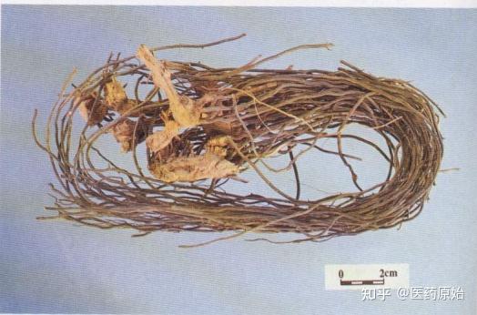 华东拔葜鞘柄拔葜黑叶拔葜饮片云南兔耳风威灵仙与鬼臼图文鉴别威灵仙