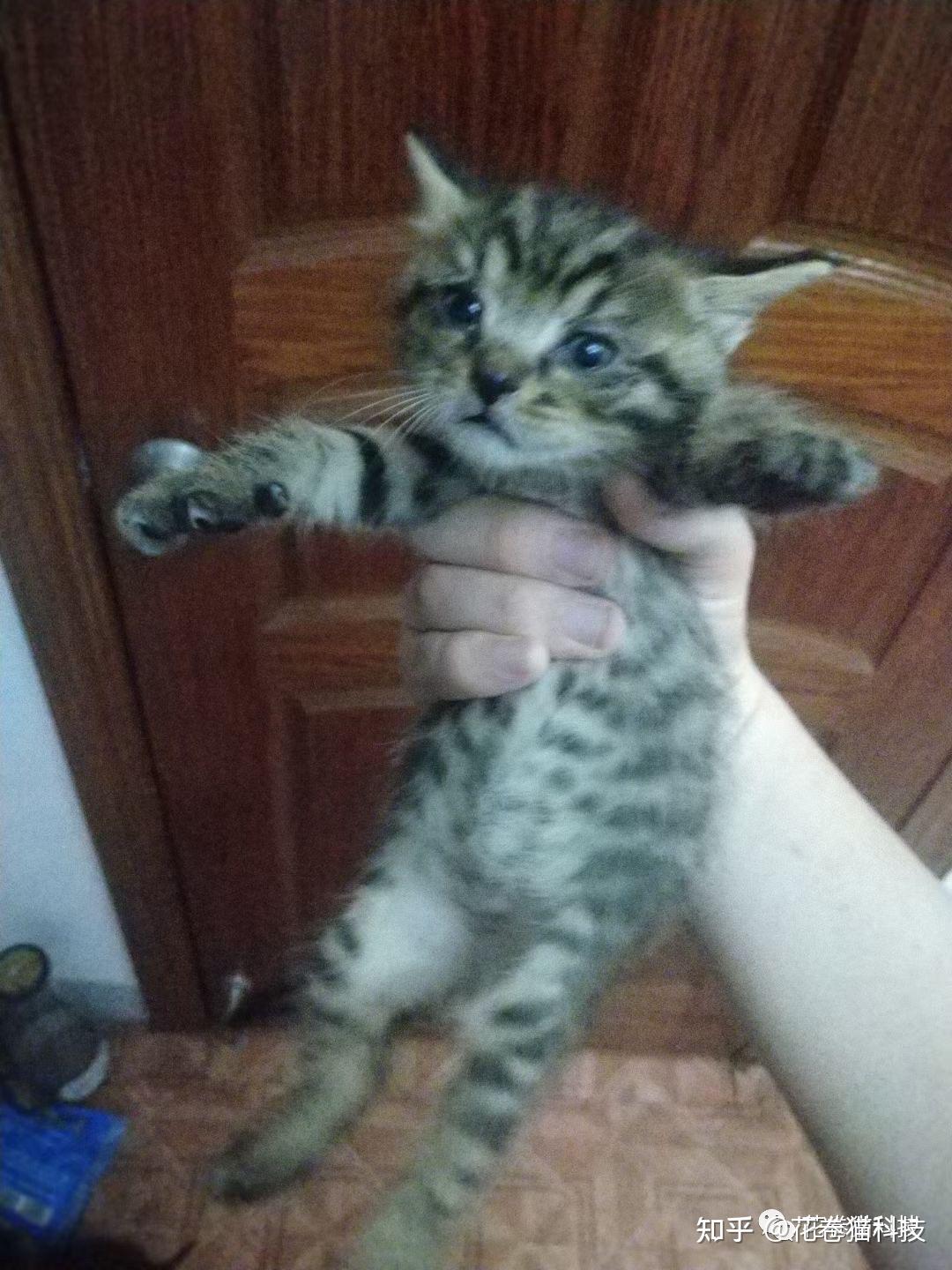家里的公猫发现母猫生的孩子不是自己的，就离家出走了 - 知乎