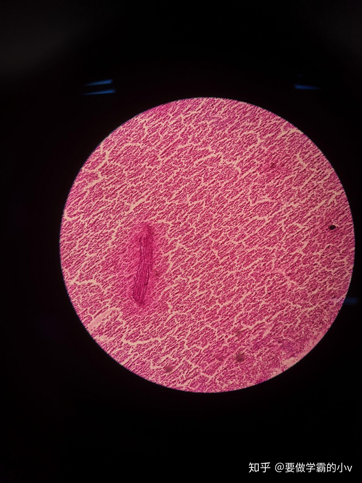 红蓝铅绘图来自实验狗的认真