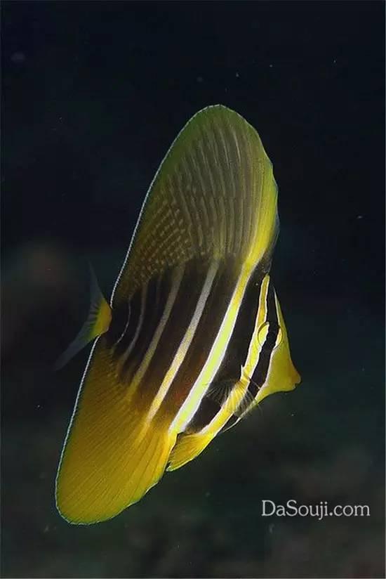 大帆倒吊五彩吊少年皇帝神仙鱼皇帝神仙鱼灰神仙鱼多彩神仙鱼霓虹青雀