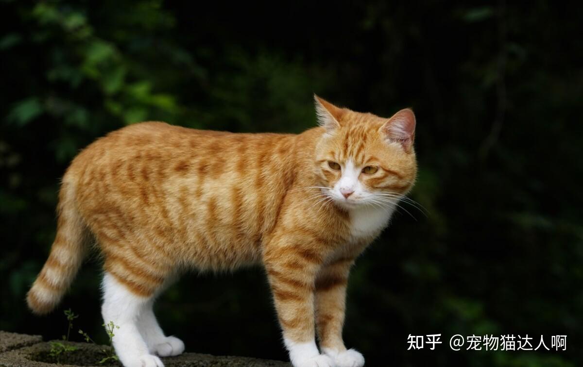 “黄狸猫”也太优秀了吧,谁养谁赚!