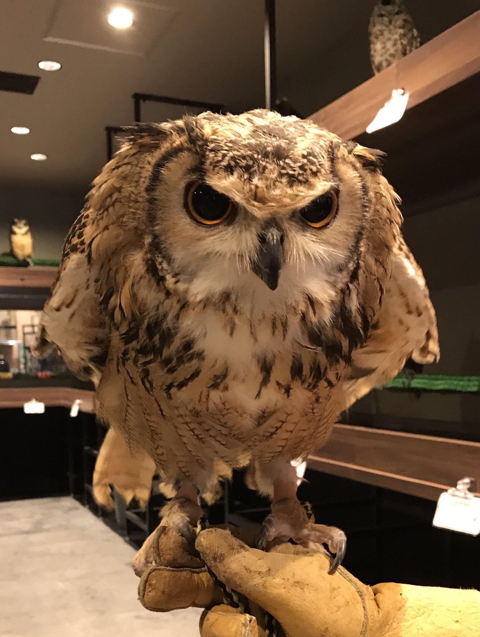 在日本为什么可以养猫头鹰?