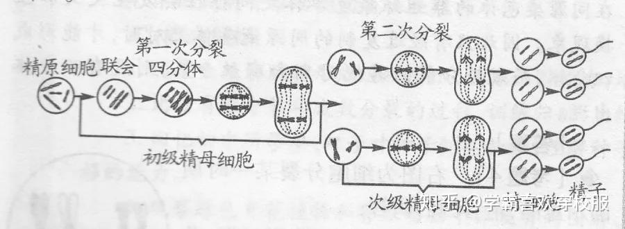 高中生物:减数分裂的17个重要知识点汇总,你一定要会! - 知乎