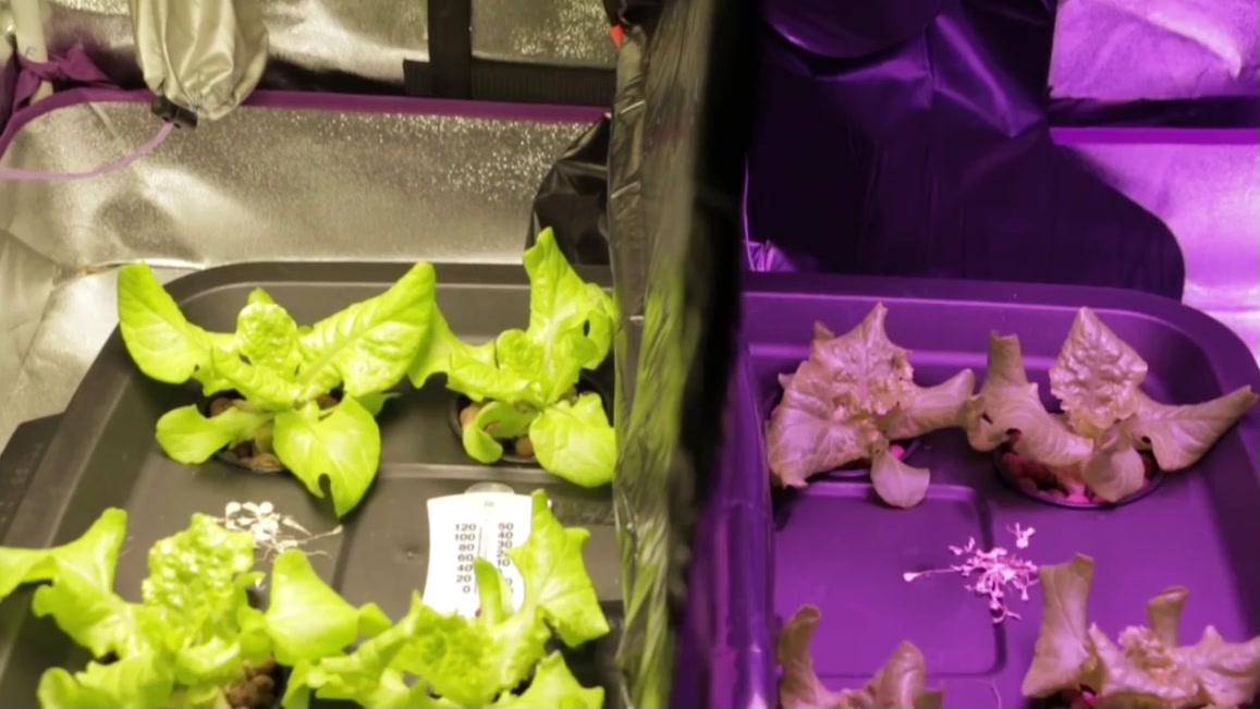 白光led和红蓝led种菜对比 知乎