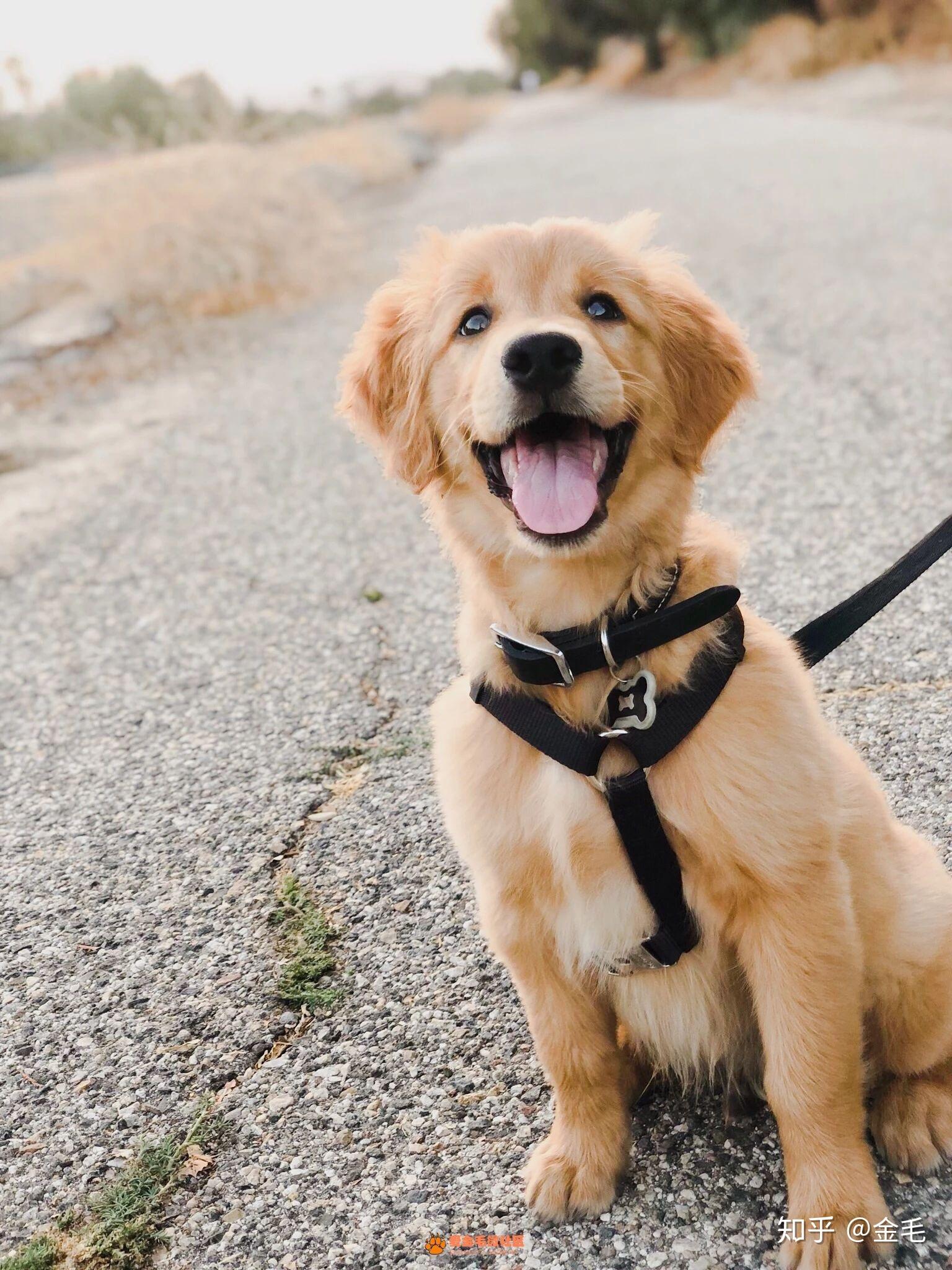 金毛故事金毛凯撒成长记录帖持续更新中图文视频