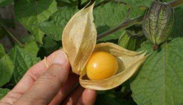 农村山里常见的4种凉粉资深农民才会做既好吃又清凉解暑