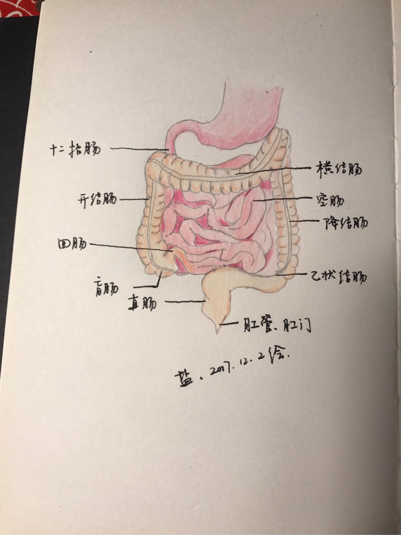 小肠回肠的位置图片图片