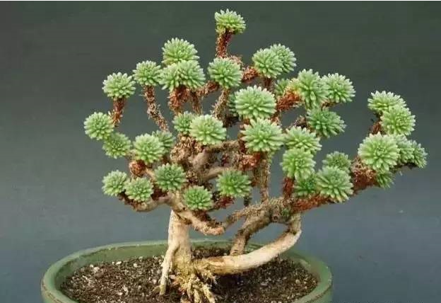 多肉怎样才能养成老桩 v2-4ac7f6a473e3aa34ef555a8c039e73de_1440w.jpg?source=172ae18b