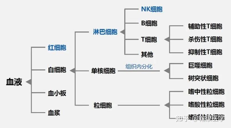 人体四大免疫细胞图片