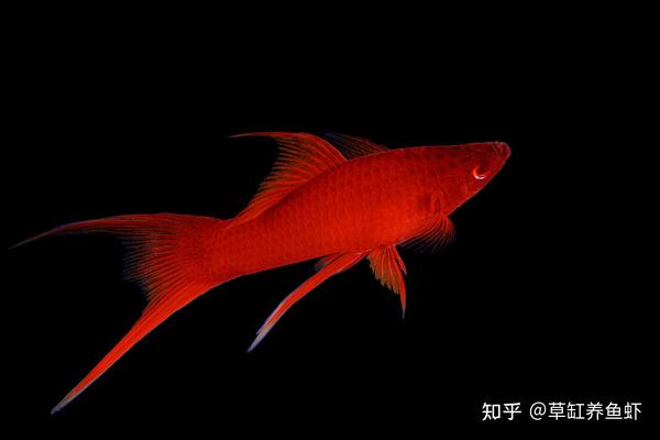 红剑鱼该怎么养？从这10个方面入手，哪怕你是新手也能养好 - 知乎