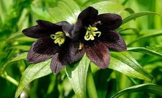 11种高贵诡美的暗黑系花卉 你见过几种 知乎