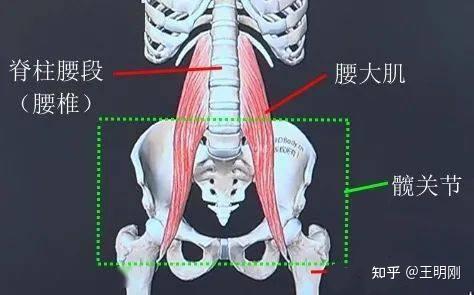 腰大肌,顧名思義,它是人體腰部一塊非常重要的肌肉,我們先看一下它的