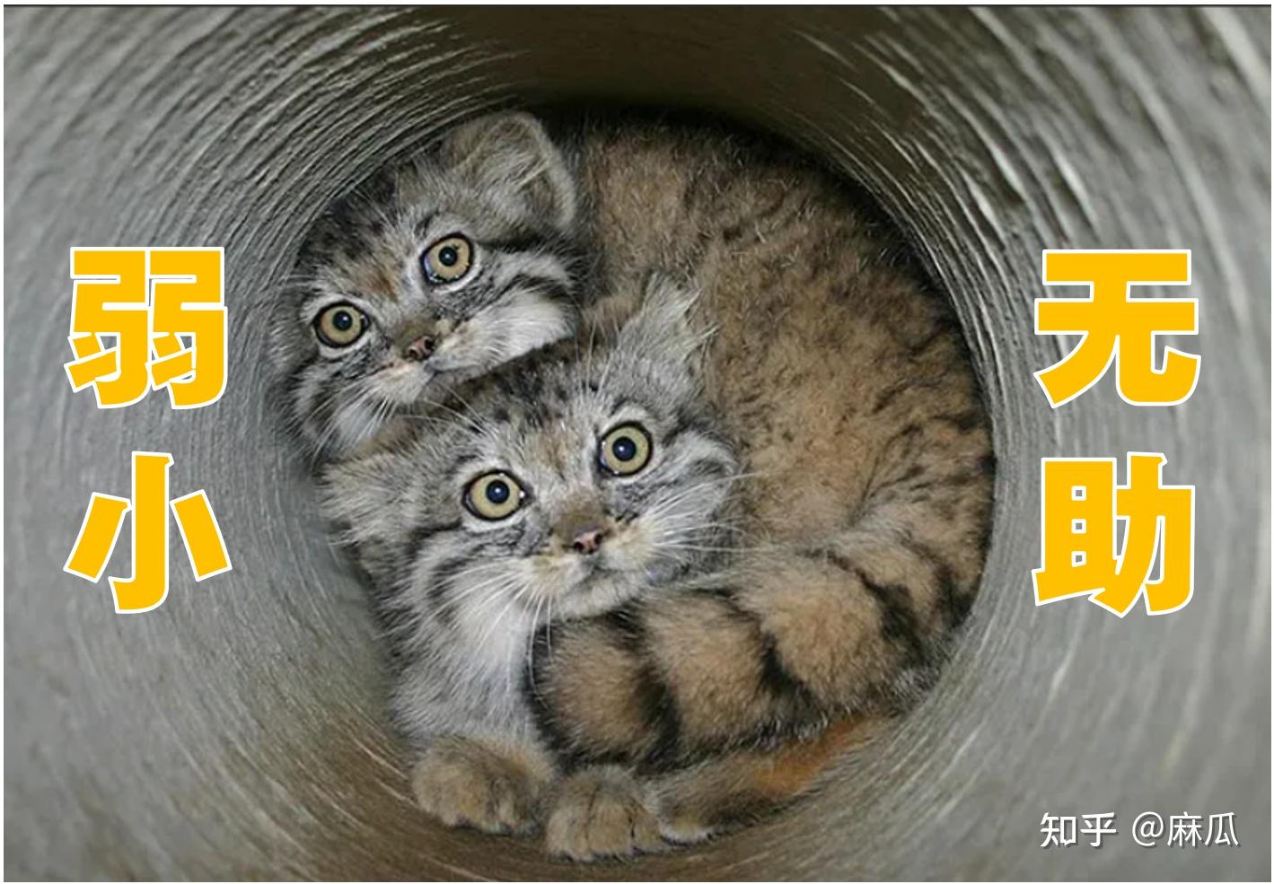 兔狲和家猫能交配生出兔狲猫/猫兔狲吗? - 知乎