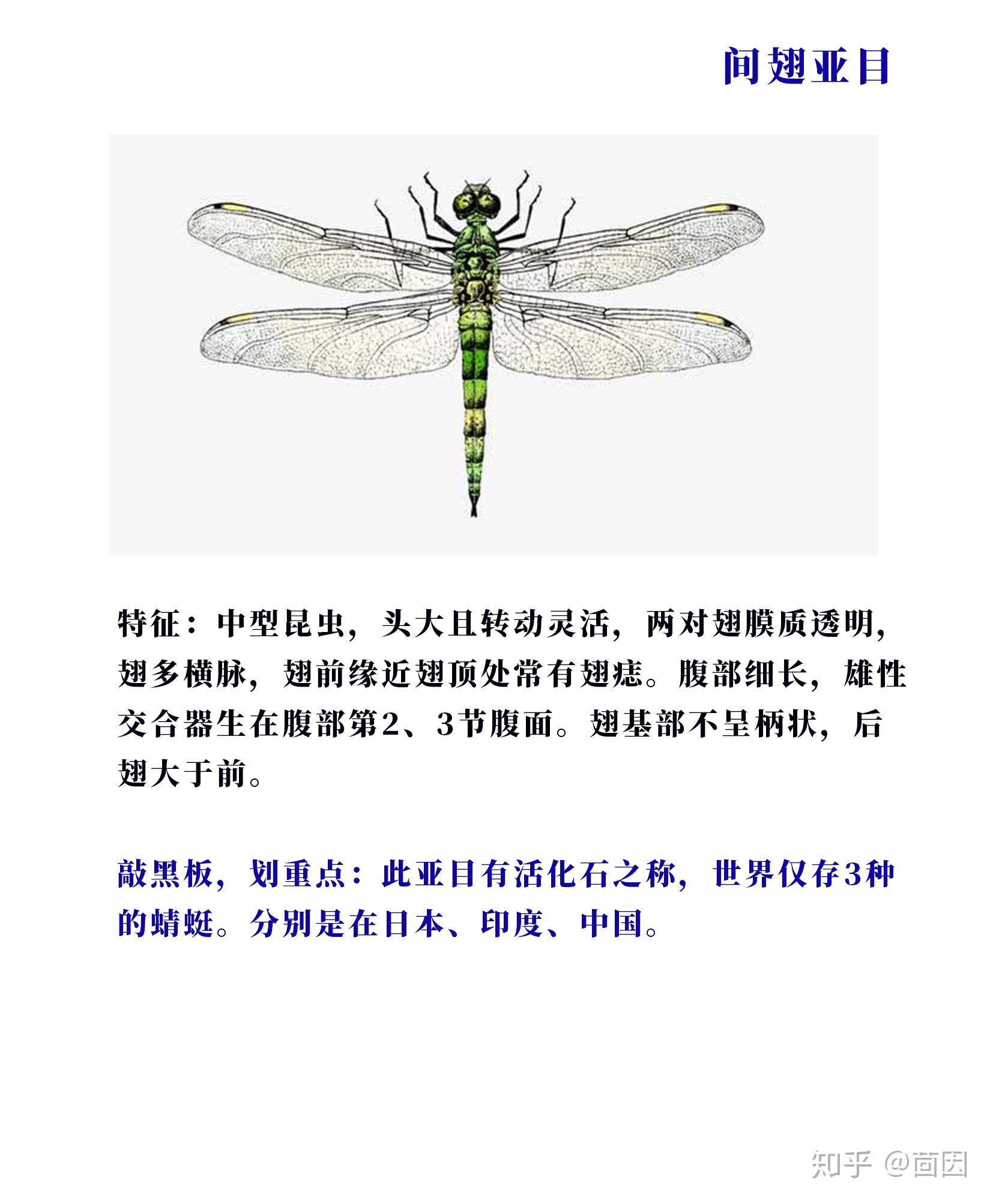 蜻蜓的介绍（有关于蜻蜓的资料） – 碳资讯