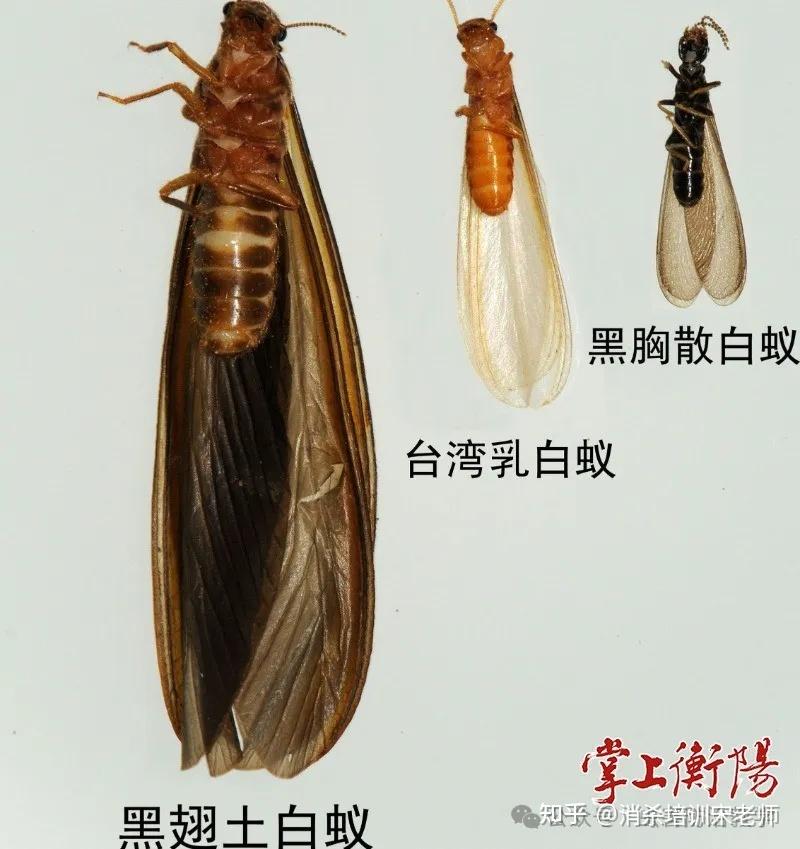 为什么下雨天白蚁会飞到室内?应该如何预防? - 知乎