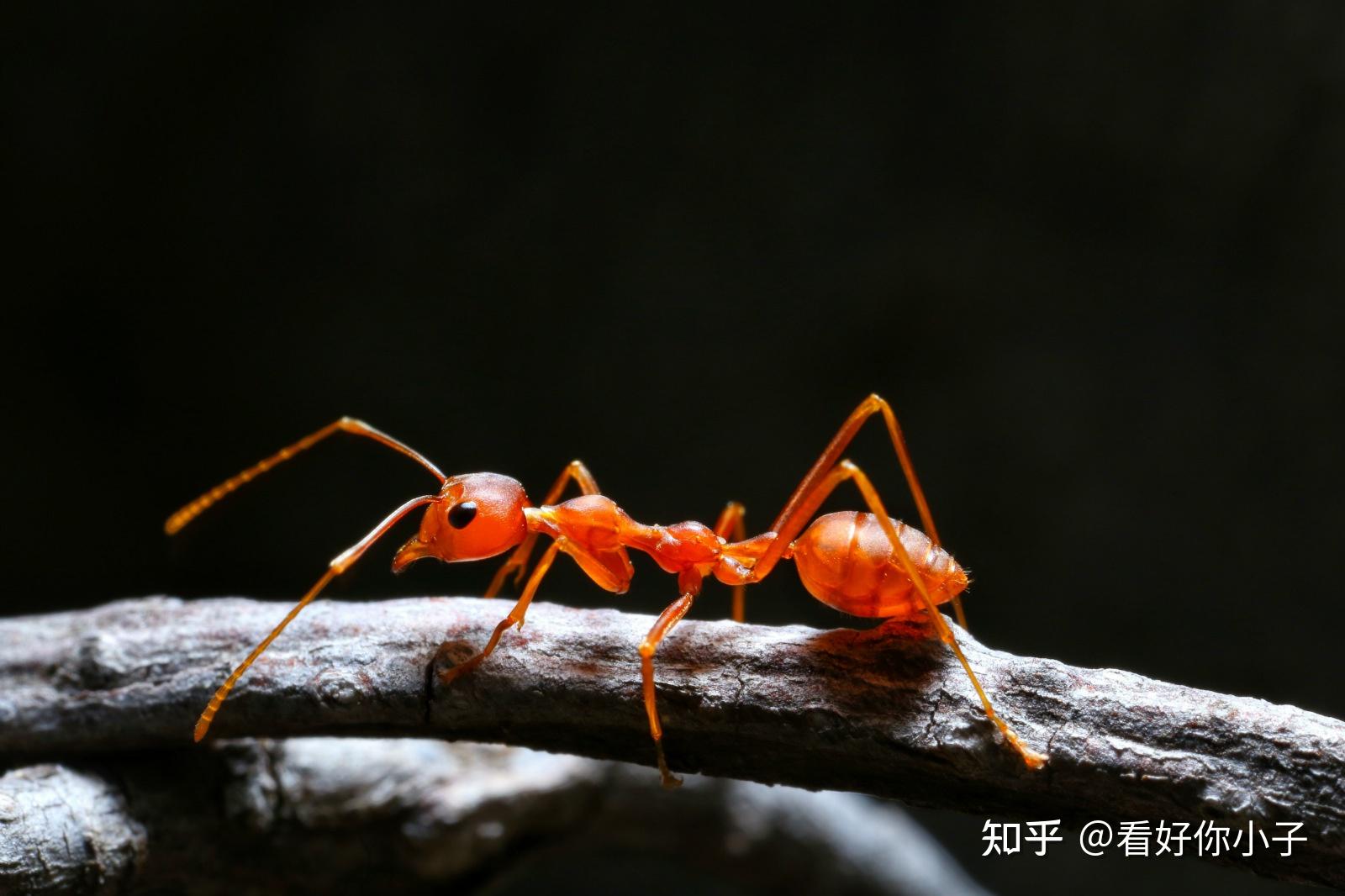 全身黑色的隐翅虫图片