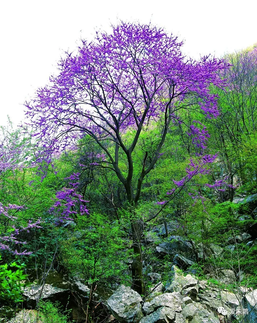 古树新花何处寻