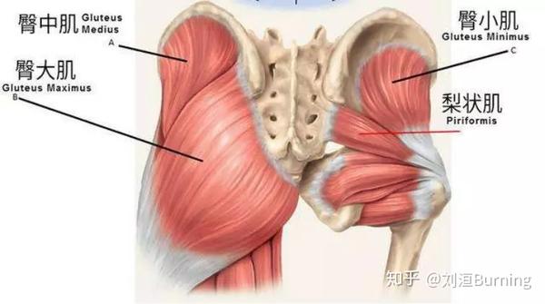 臀部肌肉有 臀大肌和臀中肌臀小肌,臀大肌是臀部肌肉中最大的,它的