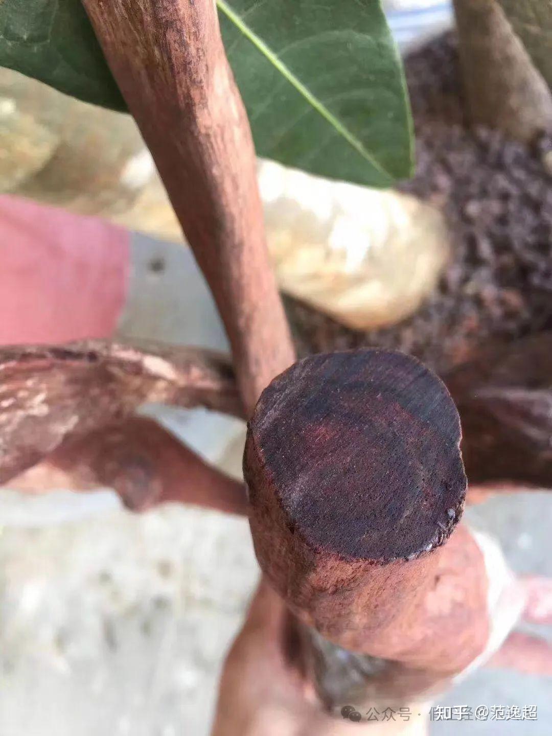 海南黄花梨一海南黄花梨认知3部位树根