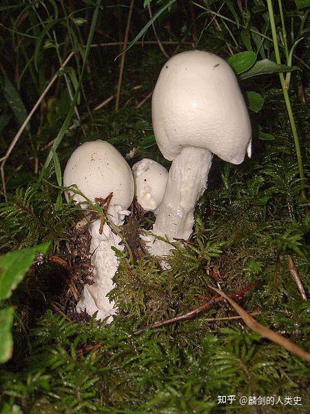 【地球生物全系列—从单细胞到人类】伞菌目—鹅膏菌科(下)