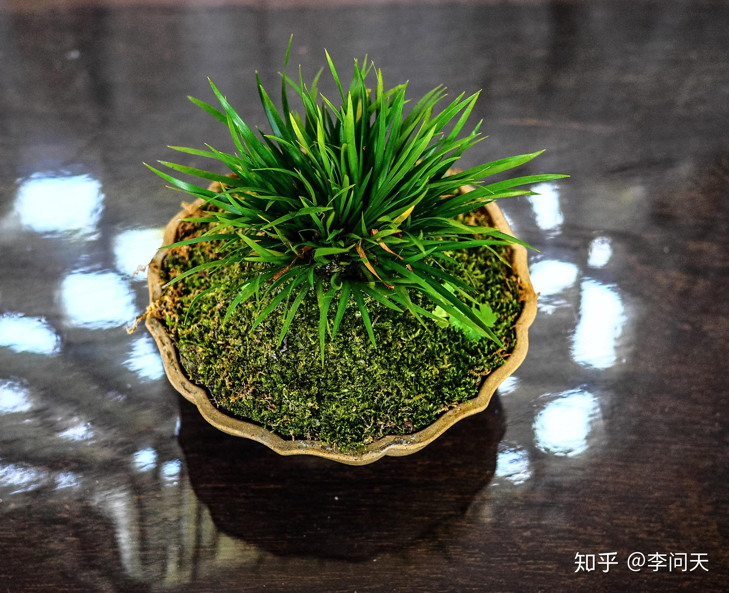 姑苏沧浪亭的记忆