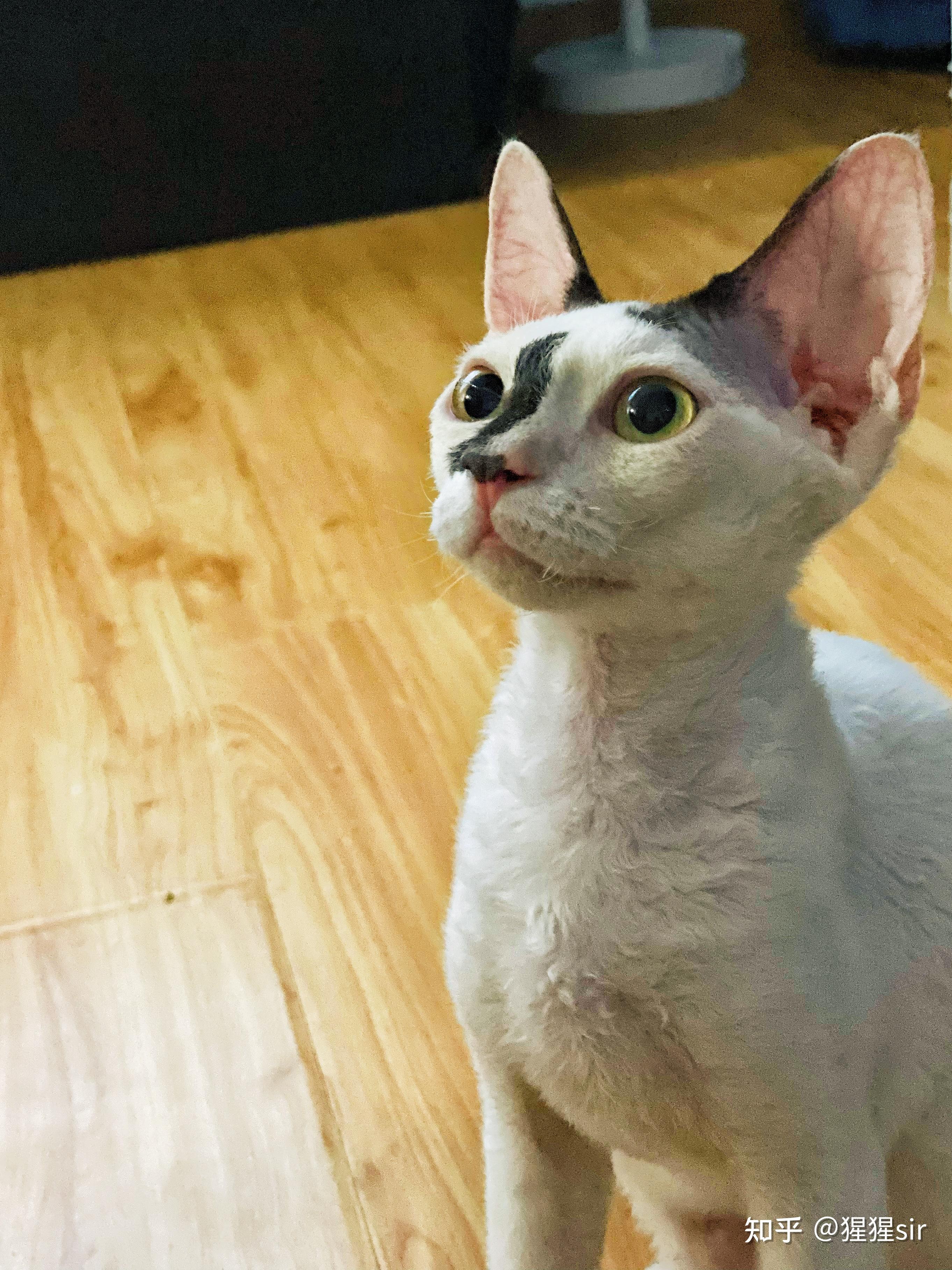 德文卷毛猫 特殊花色就是爱 - 知乎