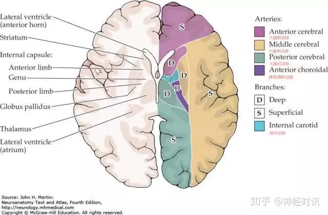 【从解剖到临床】认识脉络膜前动脉 - 知乎