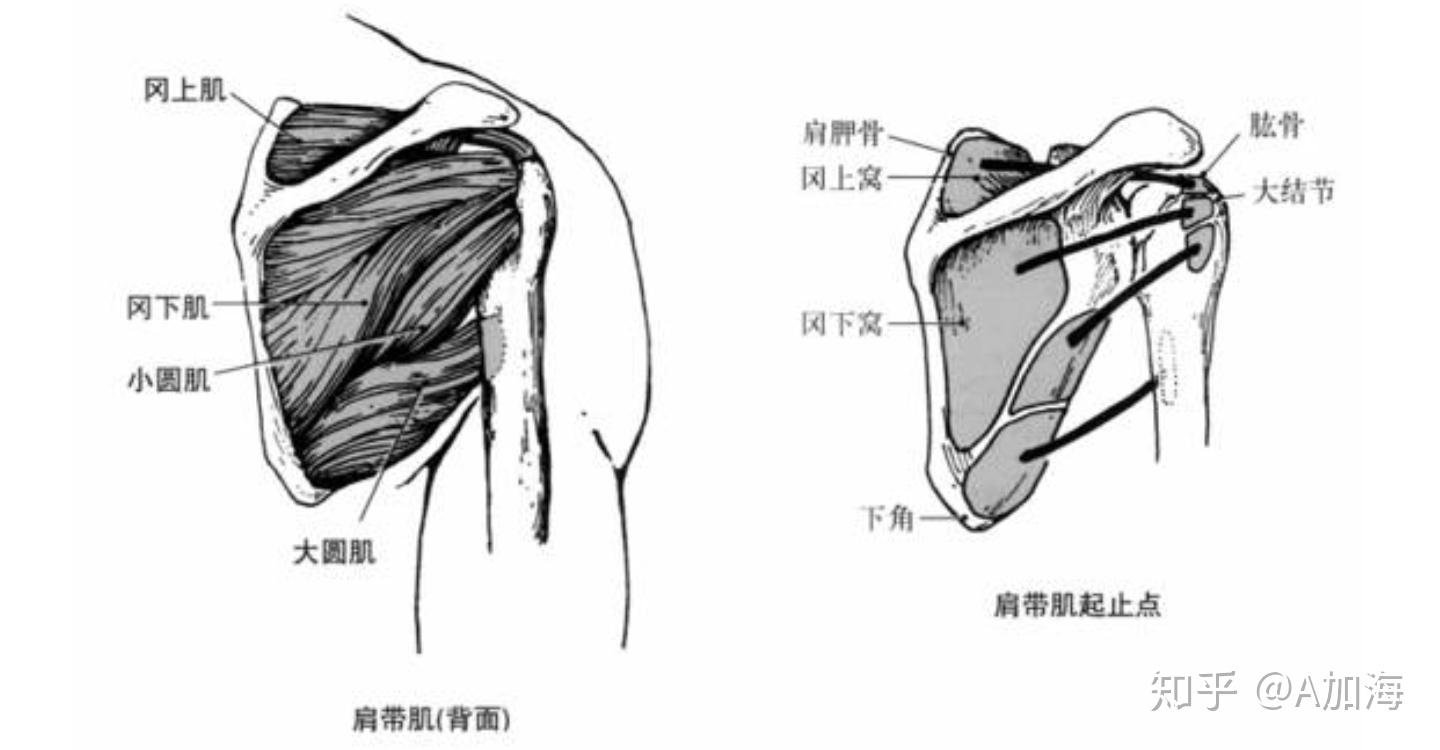 肩部结构及收缩功能