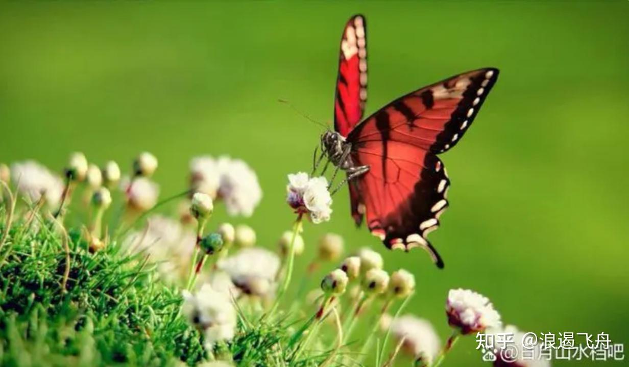 你见过美丽的油菜花吗? - 知乎