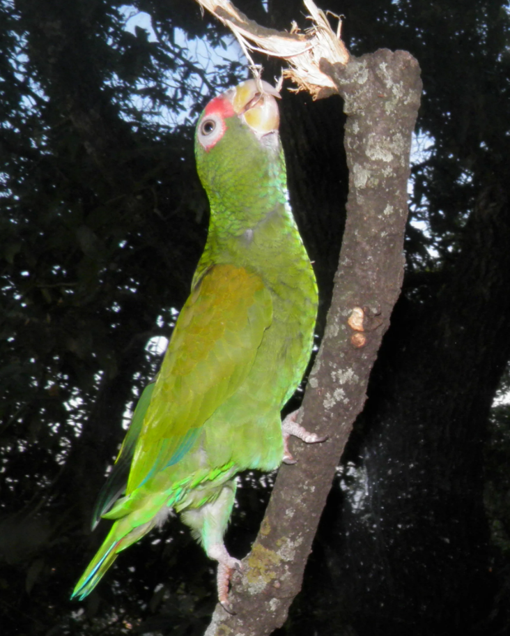 世界上最珍稀的鹦鹉之一居然能像天敌老鹰一样叫