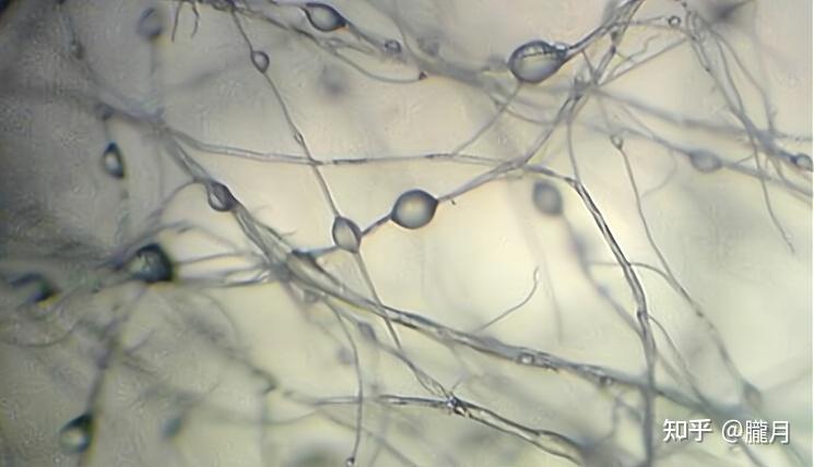 这株蘑菇是一种名为蜜环菌的真菌,属于伞菌目,蜜环菌属,研究表明,当