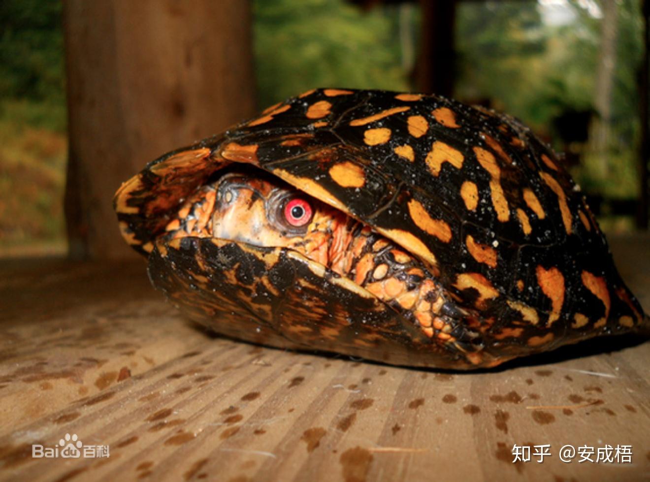 明日方舟干员考据和细节分析——蛇屠箱(Cuora) - 知乎
