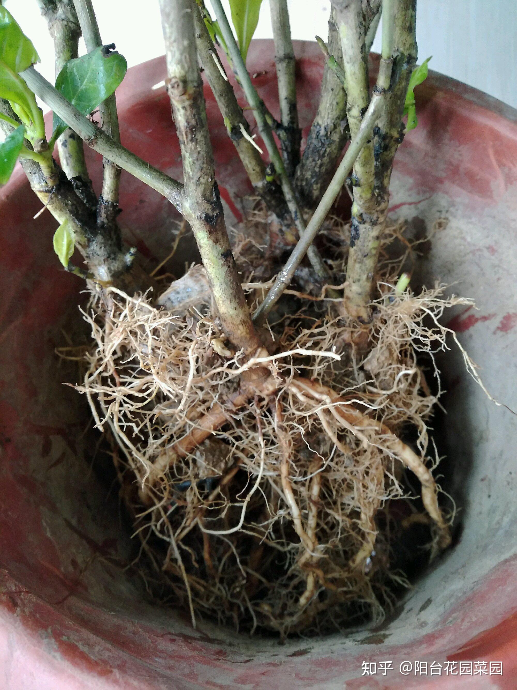 新买的海棠土壤硬邦邦洗个泥水澡根系撒欢长红花压海棠