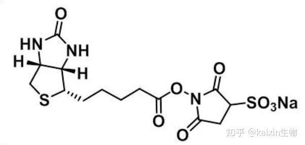 Amine Biotinylation