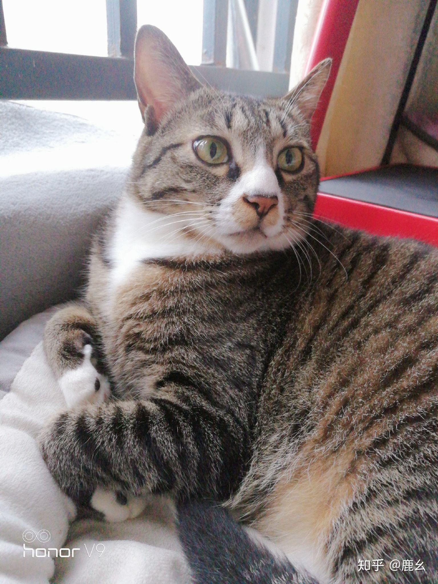 猫会嫌主人脏吗