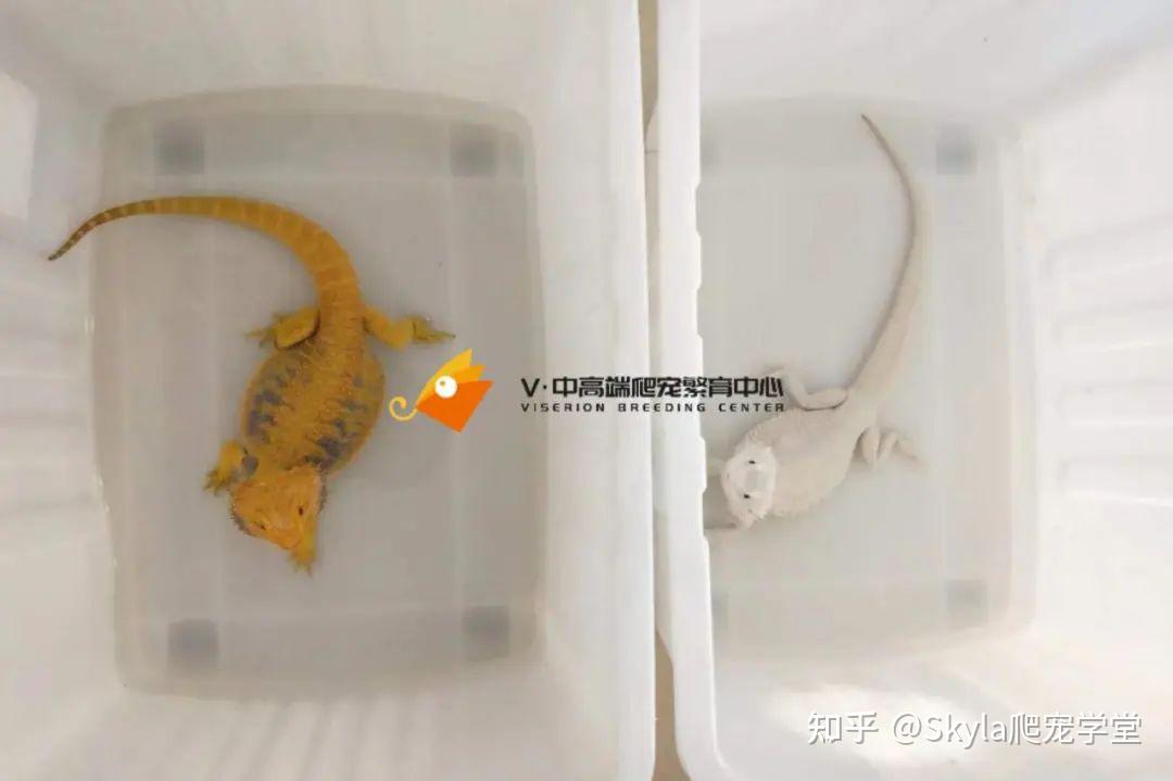Viserion:鬃狮蜥的颜色品种分类 - 知乎